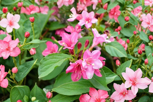 Pink Weigela – Weigela florida Live Plant | 6–12 Inches Tall | 4 Inch Nursery Pot | Pink Flowering Shrub | Hummingbird Friendly | Cold Hardy