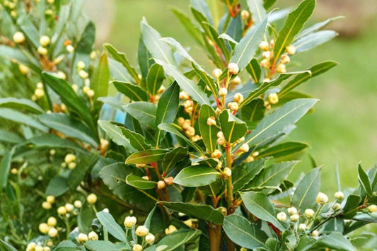 Bay Leaf – Laurus nobilis 3 Live Plants | 8–10 Inches Tall | 3 Inch Nursery Pots | Culinary Herb | Evergreen Bay Laurel | Container Friendly