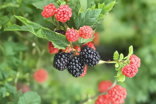 Blackberry – Rubus Live Rooted Crown & Cane | Highbush Variety | Established Fruit Plant | Not a Starter Plant | Edible Berry Bush | Backyard Garden Friendly