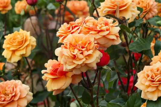 About Face Grandiflora Rose – Rosa ‘About Face’ Live Plant | 6–8 Inches Tall | Fragrant Orange Rose Bush | Flowering Garden Shrub | Easy to Grow