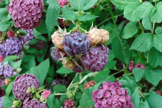 Glencoe Raspberry – Rubus ‘Glencoe’ Live Plant | 5–9 Inches Tall | 6–8 Months Old | Cold Hardy Berry Bush | Dormant in Winter | Container Friendly