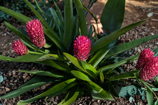 Quesnelia Testudo Winter Torch – 3 Live Bromeliad Pups | 8+ Inches Tall | Pink Flowering Tropical Plants | Bare Root | Indoor & Outdoor Friendly