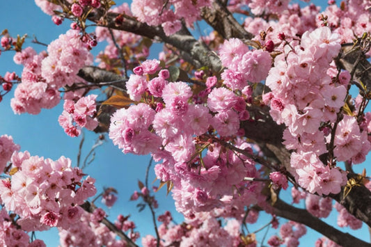 Kwanzan Japanese Cherry Tree Live Plant, 8–14 Inch Tall, 2.5 Inch Pot, Pink Double Flowering Ornamental Cherry