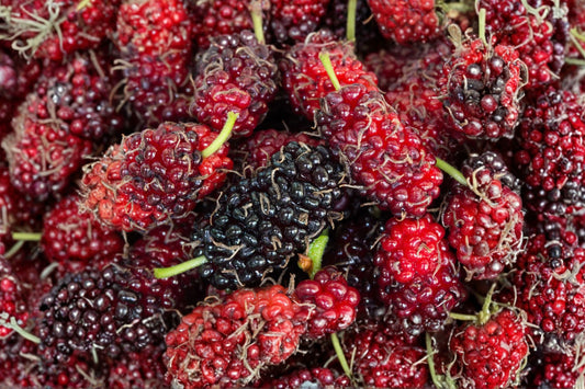 Dwarf Everbearing Mulberry – Morus Live Plants | Set of 2 | 4–8 Inches Tall | No Pot | Edible Fruit Tree Starters | Container & Patio Friendly