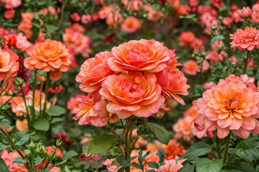 About Face Rose – Live Starter Plant | 4–6 Inches Tall | Fragrant Grandiflora Rose Shrub | No Pot | Orange Flowering Garden Rose | Easy to Grow