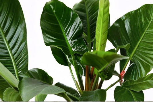 Philodendron Congo Green – Live Plant | 4 Inch Nursery Pot | Tropical Green Houseplant | Compact Upright Philodendron | Indoor Plant | Easy to Grow