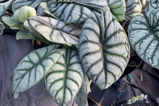 Alocasia Silver Dragon – Alocasia baginda Live Plant | 4 Inch Nursery Pot | Rare Jewel Alocasia | Silver Textured Foliage | Collector Houseplant