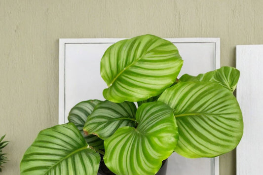 Calathea Orbifolia – Goeppertia orbifolia Live Plant | 4 Inch Nursery Pot | Peacock Prayer Plant | Striped Tropical Houseplant | Indoor Plant