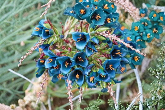Puya Alpestris Sapphire Tower – Live Seed Grown Bromeliad | Bare Root | Rare Turquoise Blue Flower Plant | Andean Terrestrial Bromeliad | Collector Plant