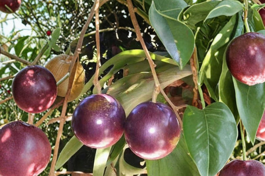 Star Apple Tree – Chrysophyllum cainito Live Plant | 4 Inch Cell | Tropical Fruit Tree Starter | Full Sun | Patio & Backyard Friendly | Easy to Grow