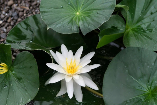 Marliacea Albida Water Lily – Nymphaea ‘Marliacea Albida’ Live Plant | White Flower | Cold Hardy Aquatic Pond Plant | Fully Rooted | Water Garden Lily