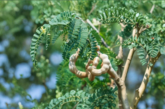 Tamarind Tree – Tamarindus indica Live Plant | 5+ Inches Tall | 4 Inch Nursery Pot | Tropical Fruit Tree Seedling | Patio & Container Friendly | Easy to Grow