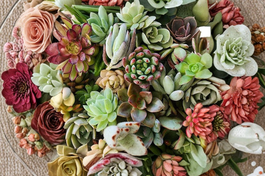 24 Rare Succulent Plants – Live Bare Root Succulent Assortment | 0.8–2.2 Inches | 24 Different Starter Plants | Christmas Gift | Easy Care