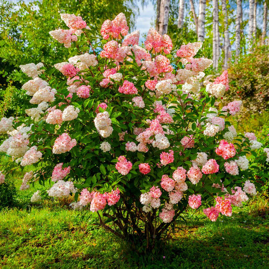 5 Vanilla Strawberry Hydrangea Cuttings | Unrooted Hydrangea paniculata 'Renhy' | Rare Bush Tree, Pink-White Blooms, Fast Growing