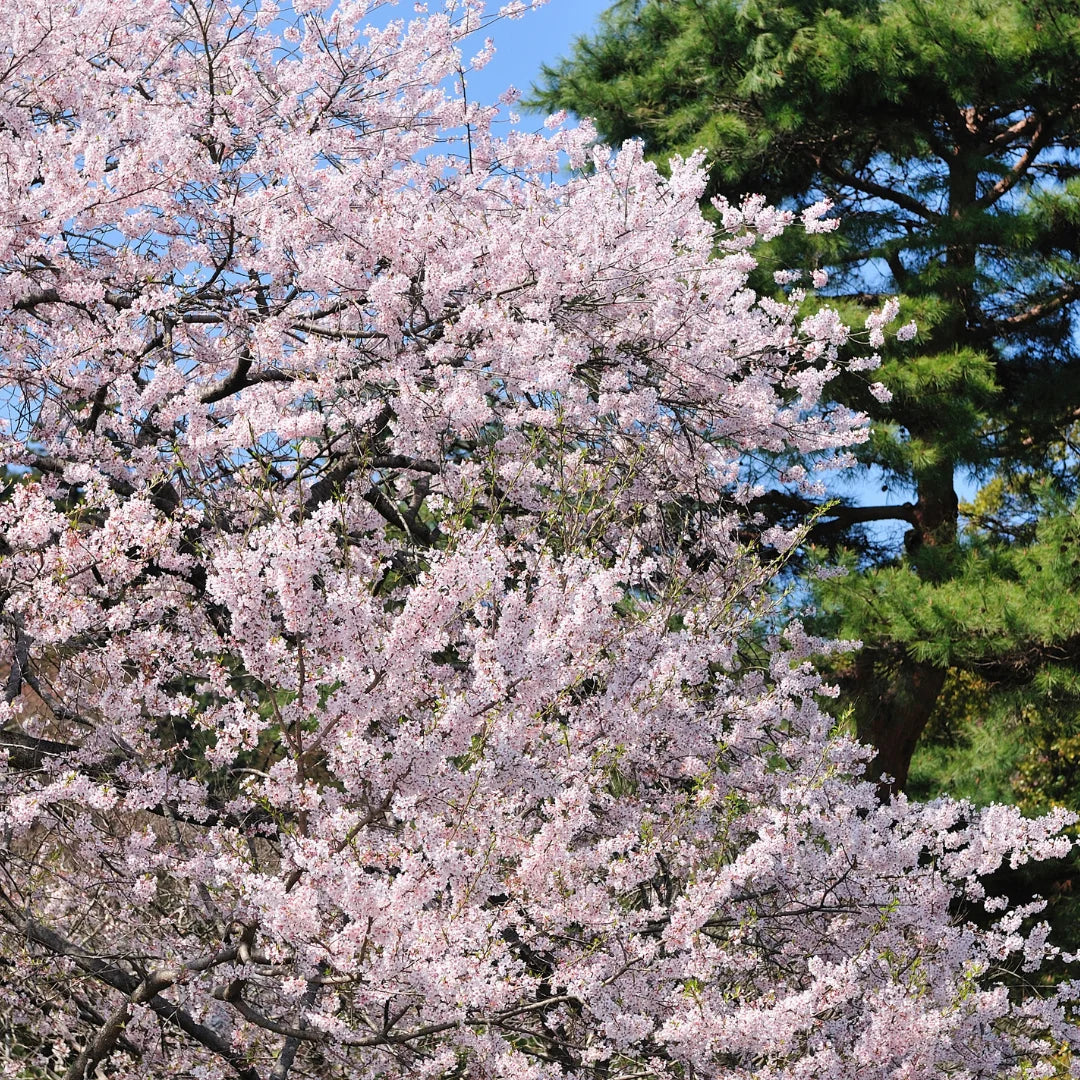 1 Yoshino Cherry Tree – 2ft Tall Bare Root Live Tree – Flowering Ornamental Tree, Pink-White Blossoms, Fast Growing, Prunus x yedoensis