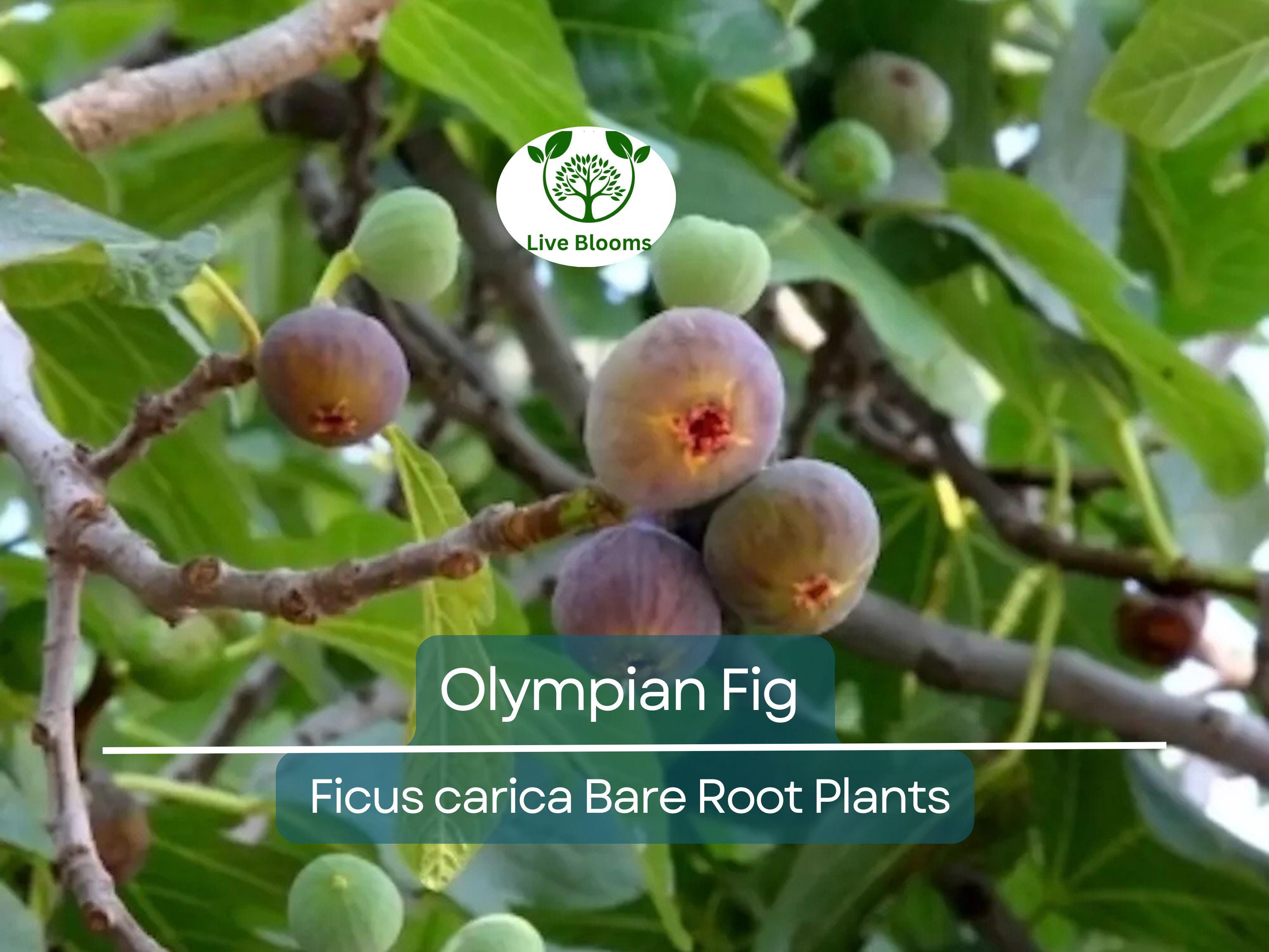 1 Olympian Fig Tree Bare Root Starter Plants - Ficus carica, Cold Hardy, Sweet Fruit, Edible Garden, Non-GMO Live Plant