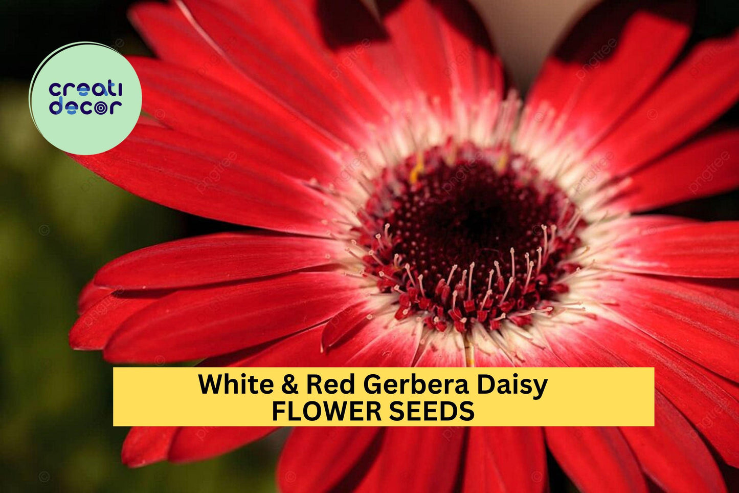 200+ White & Red Gerbera Daisy Seeds – Bold Two-Tone Blooms for Garden Planting, Long-Stemmed Flowers for Beds and Bouquets