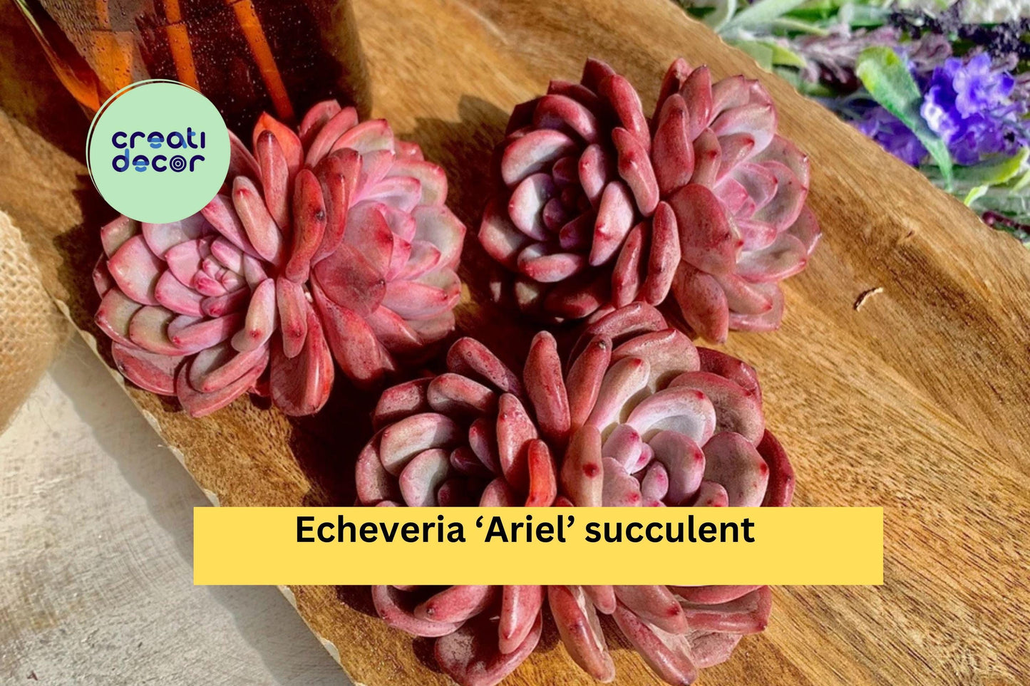 Echeveria ‘Ariel’ Succulent | Live Bare Root Plant | Easy Care Rosette Succulent for Indoor Pots, Containers, or Rock Gardens