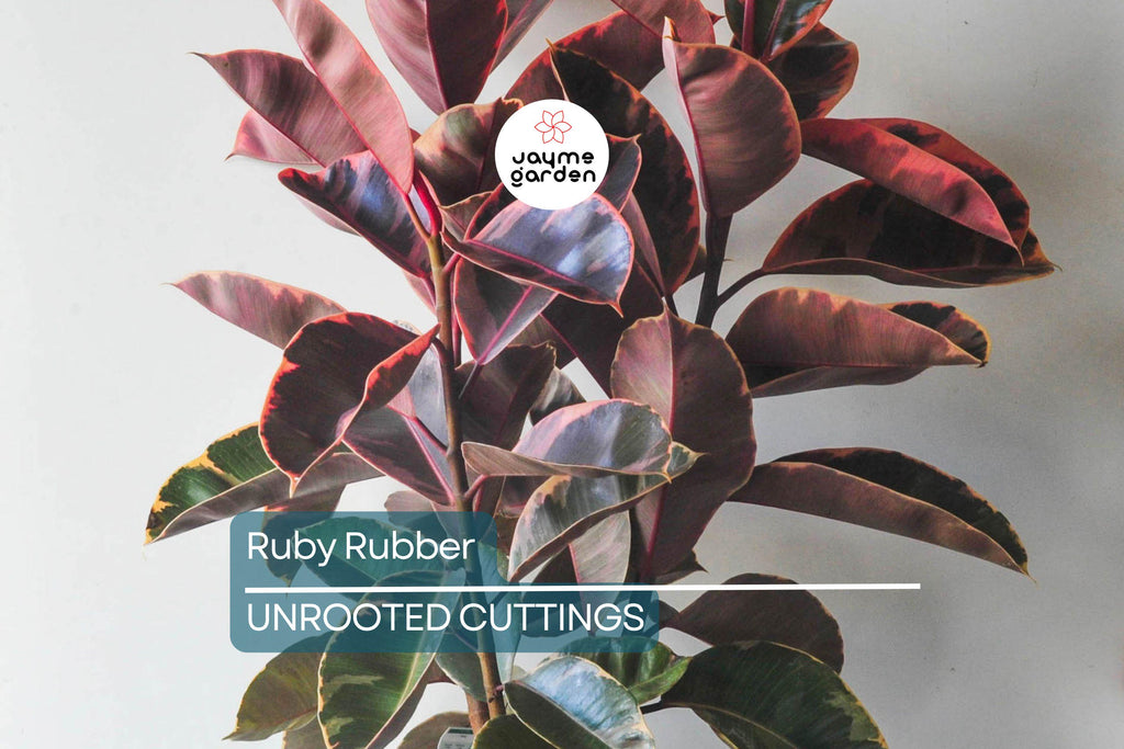 Ruby Rubber Plant Ficus elastica 'Ruby' - 3 Fresh Cuttings, 12" Long Starter Plant