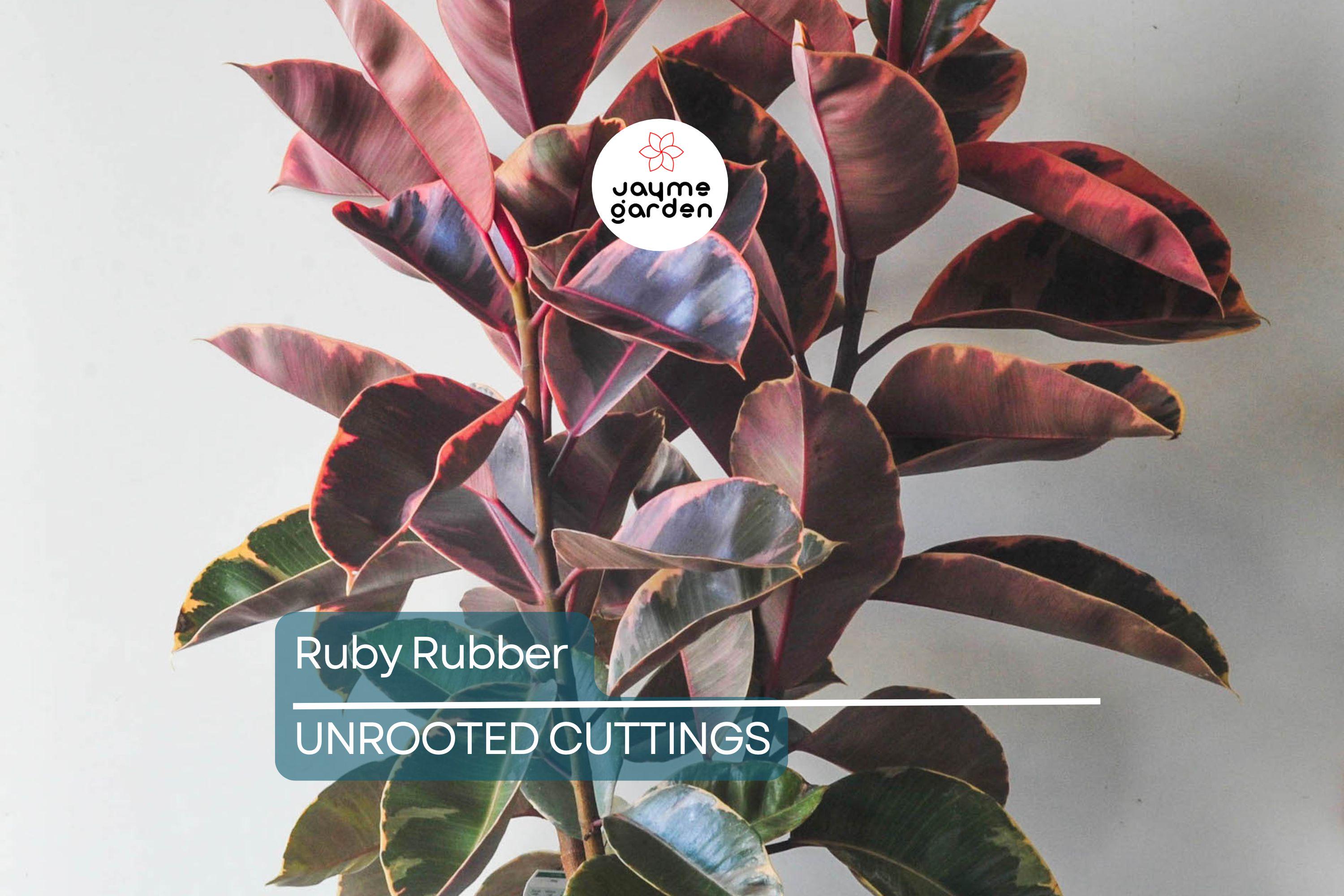 Ruby Rubber Plant Ficus elastica 'Ruby' - 3 Fresh Cuttings, 12" Long Starter Plant