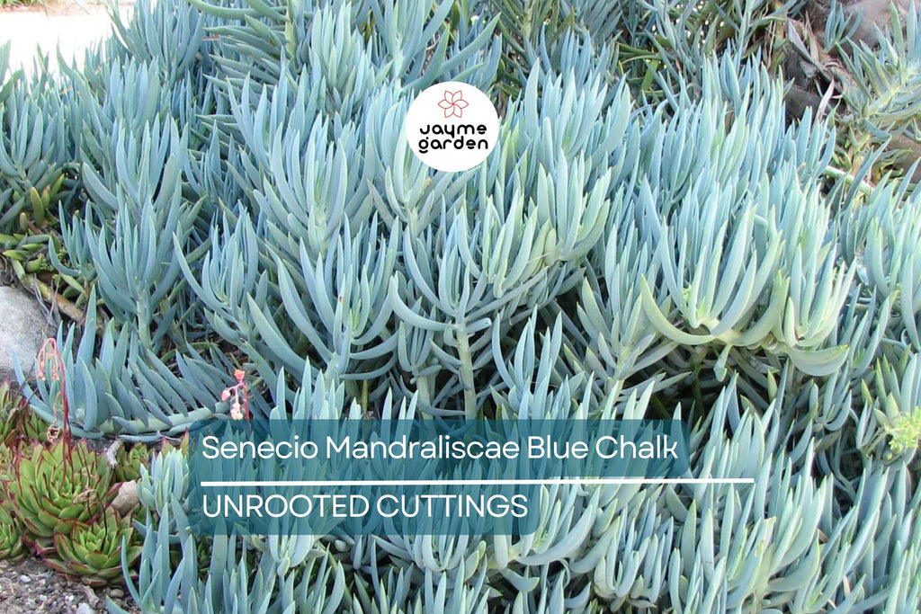 9X Senecio Mandraliscae Blue Chalk Sticks Succulent Cuttings - 5" Long, Drought Tolerant