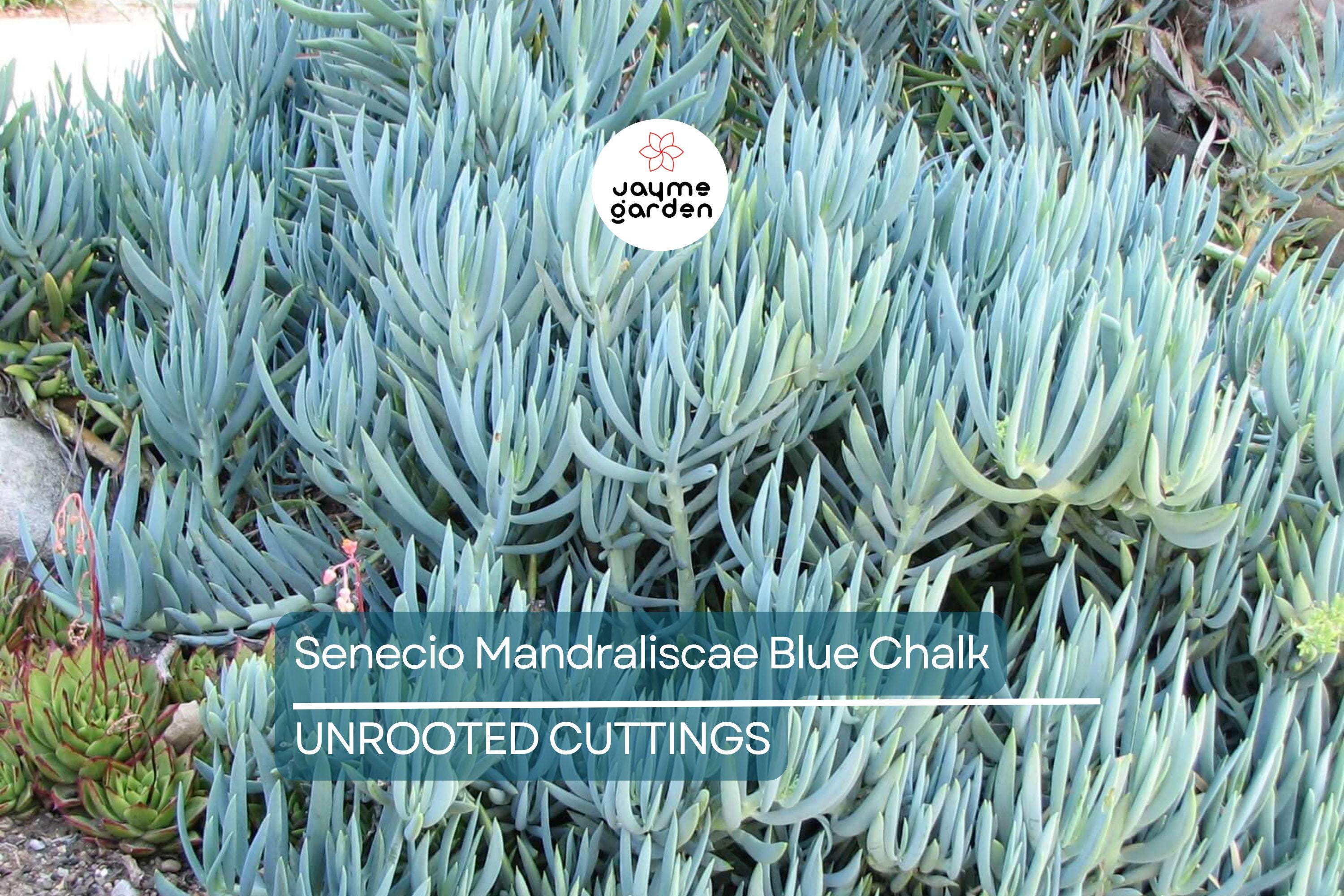 9X Senecio Mandraliscae Blue Chalk Sticks Succulent Cuttings - 5" Long, Drought Tolerant