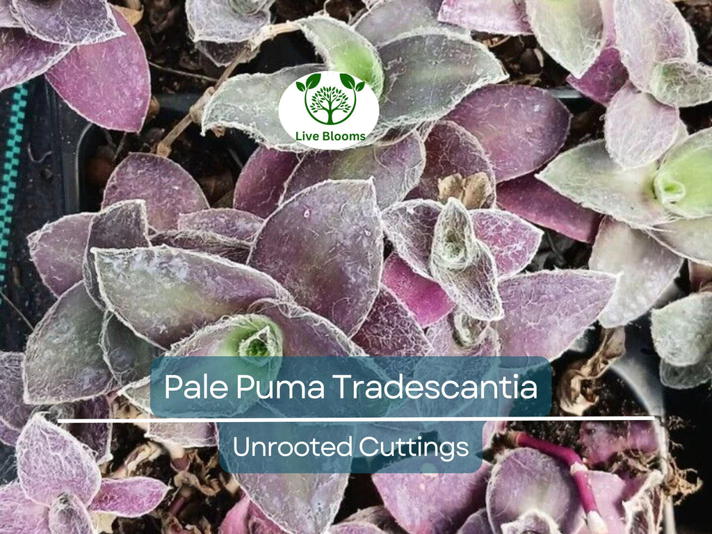 5 Tradescantia Wandering Jew 'Pale Puma' Unrooted Cuttings, Fuzzy Purple Plant, Tradescantia pallida, Indoor Plant, Rare Colorful Cuttings