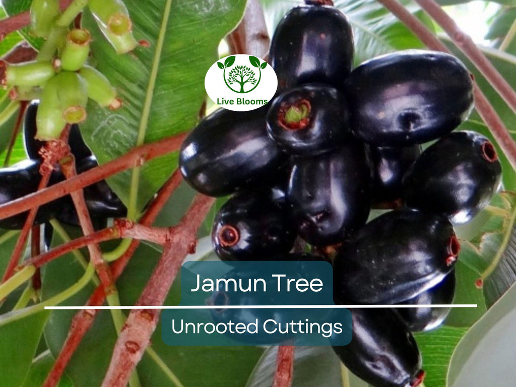 3 Jamun Jambul Fruit Tree Cuttings - Syzygium Cumini, Indian Wax Apple, Java Plum for Grafting - Unrooted 7-inch Cuttings