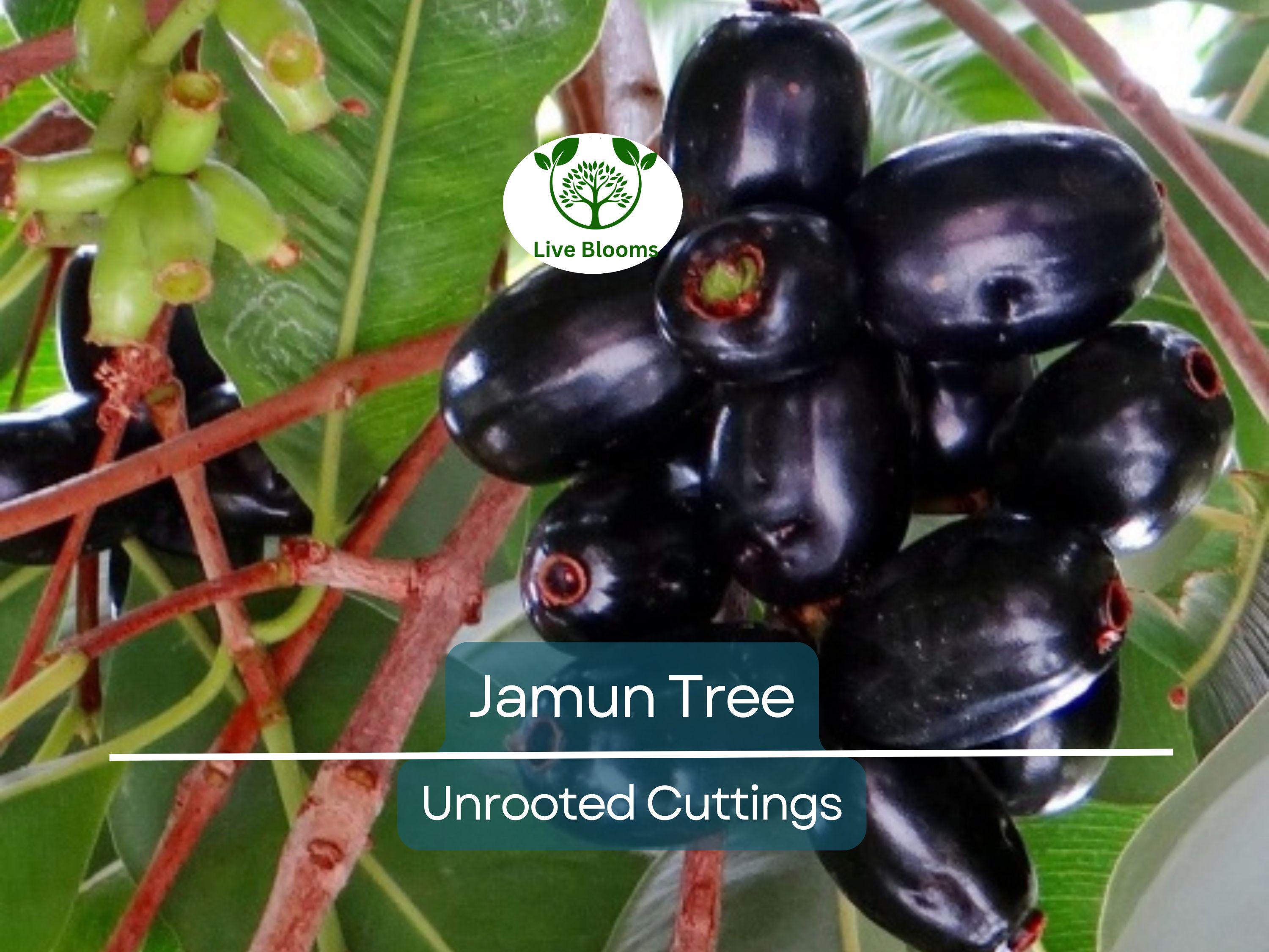 3 Jamun Jambul Fruit Tree Cuttings - Syzygium Cumini, Indian Wax Apple, Java Plum for Grafting - Unrooted 7-inch Cuttings