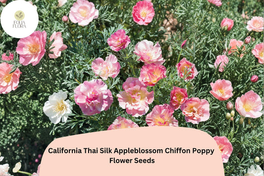 200+ California Thai Silk Appleblossom Chiffon Poppy Seeds for Garden Planting