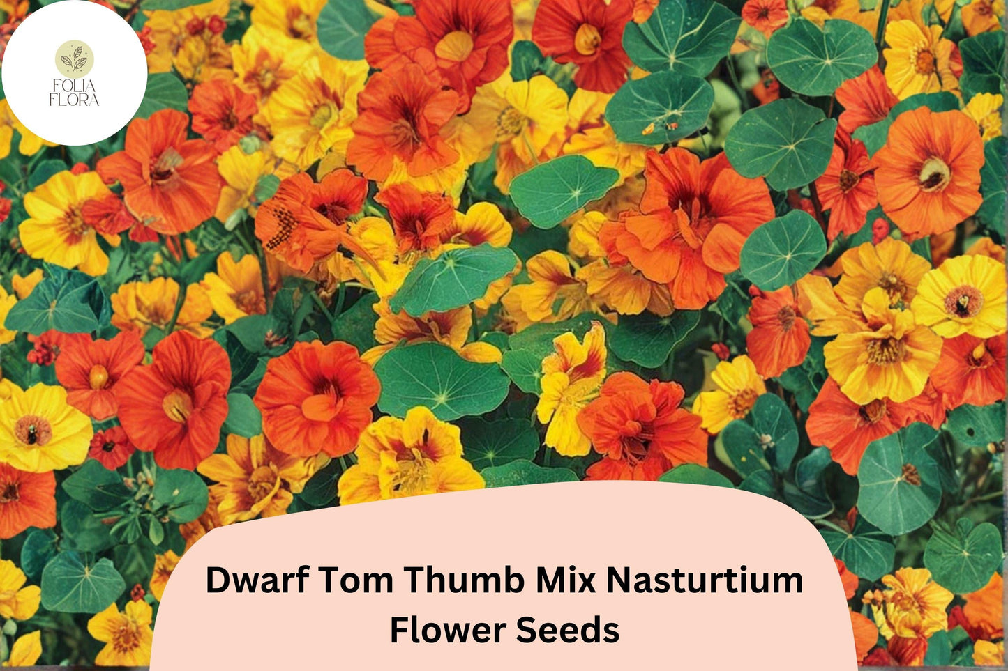 50+ Dwarf Tom Thumb Mix Nasturtium Seeds | Tropaeolum majus | Compact Colorful Annual