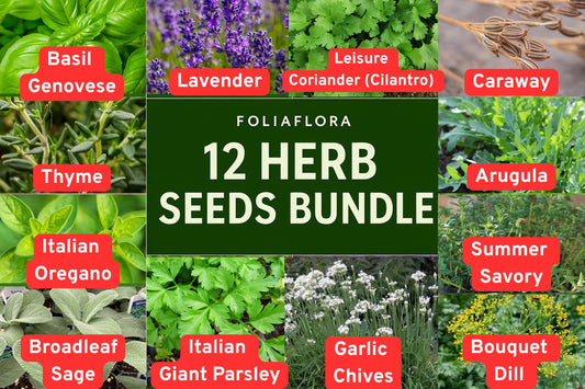 BUNDLE of 12 Herb Seeds – Basil, Dill, Lavender, Thyme and More for Kitchen & Garden