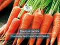 800 Seeds Chantenay Red Cored Carrot - Daucus carota | Heirloom Carrot for Planting, Gardening & Sweet, Crisp Root Harvest