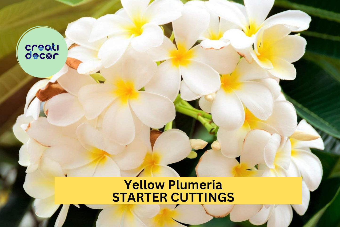 Yellow Plumeria Cutting 10" – Fresh Single Head Unrooted Starter for Garden or Pot, Tropical Fragrant Blooms – USA