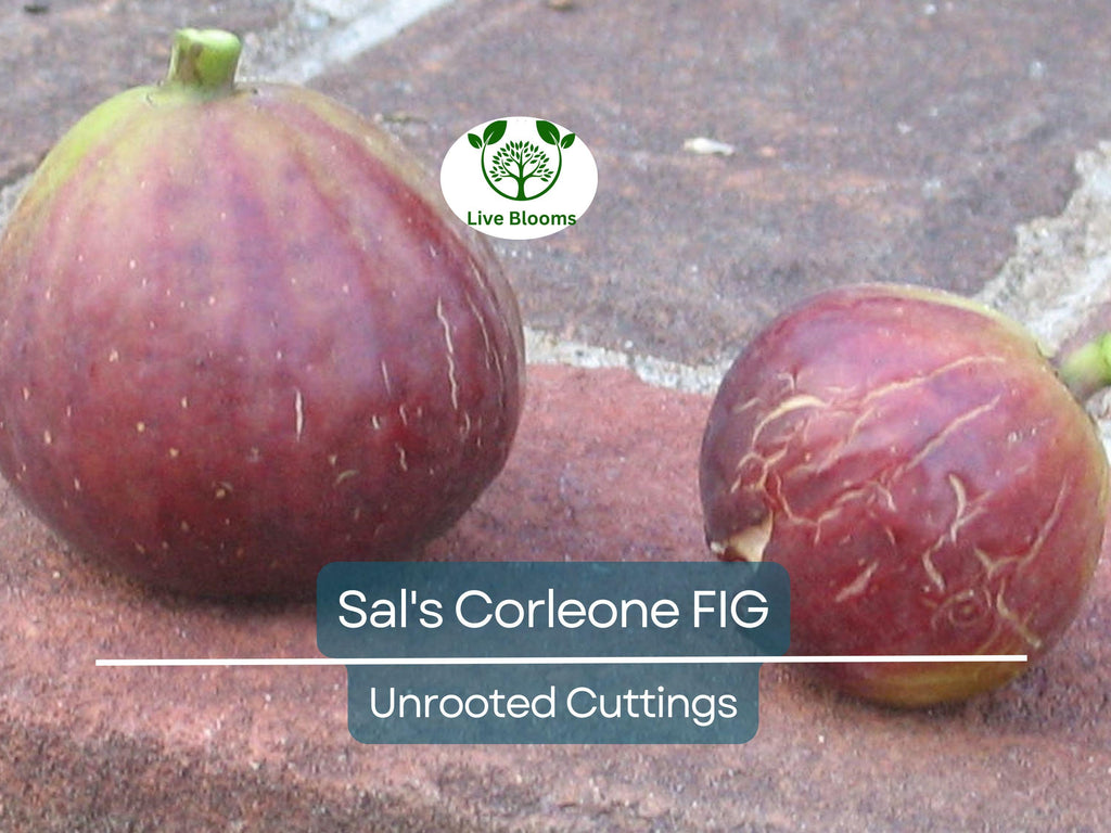 1 Sal's Corleone Fig Unrooted Cutting (Ficus carica) - At Least 3 Nodes, 8 Inches Long - Premium Fig Tree Cutting for Propagation