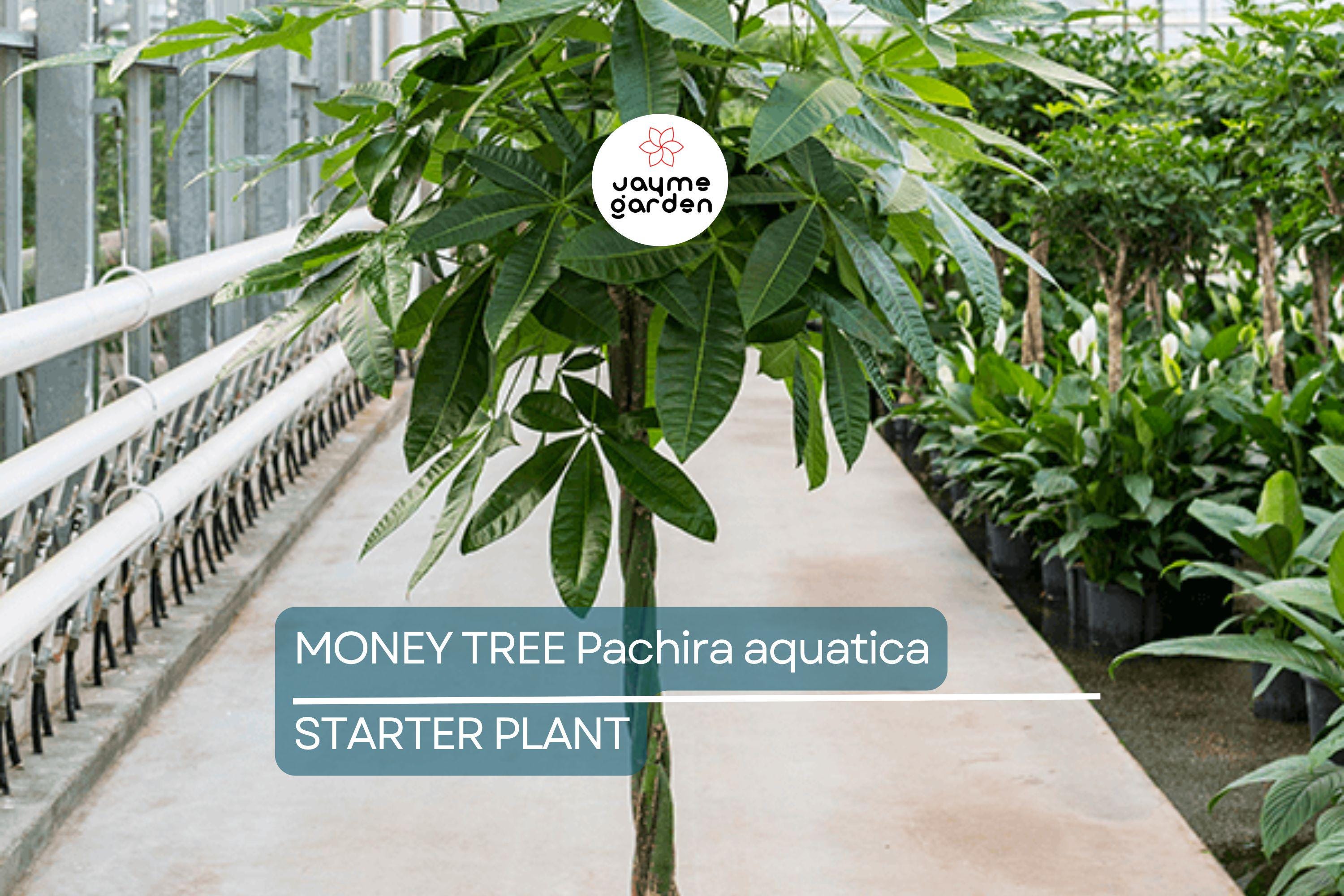 Money Tree Pachira aquatica | Bonsai Seedling | Indoor Plant | 4" Caudex Growth