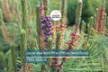 10 Japanese Red Pine Tree Seeds (Pinus densiflora) – Evergreen Bonsai or Landscape, 30-50' Tall