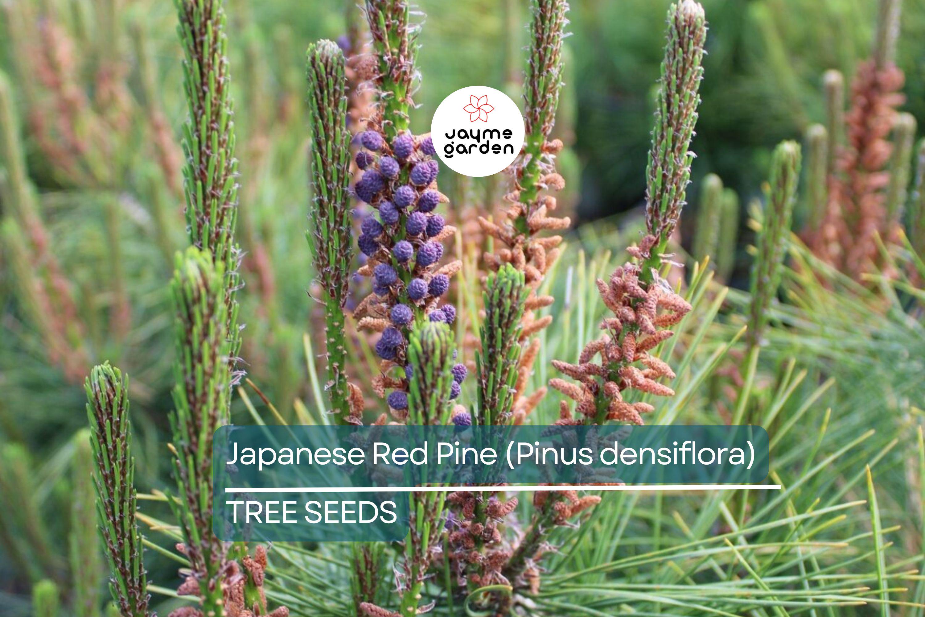 10 Japanese Red Pine Tree Seeds (Pinus densiflora) – Evergreen Bonsai or Landscape, 30-50' Tall