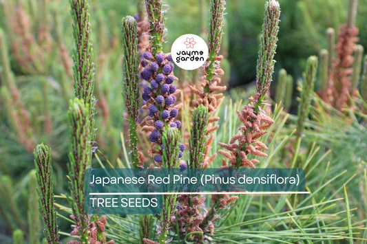 10 Japanese Red Pine Tree Seeds (Pinus densiflora) – Evergreen Bonsai or Landscape, 30-50' Tall
