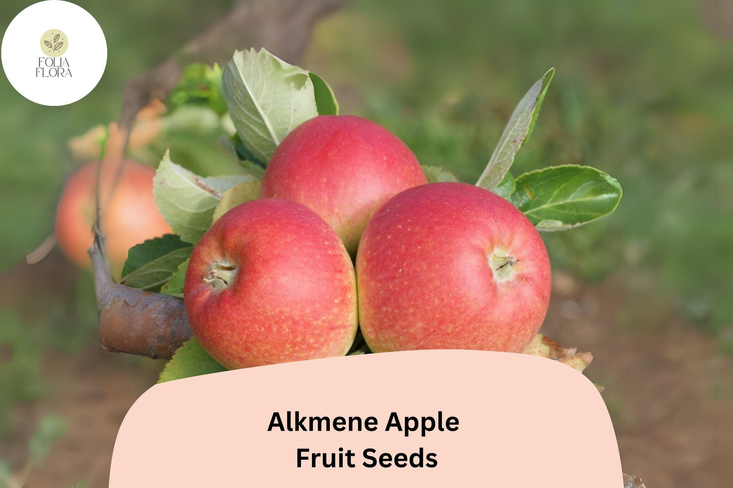 25+ Alkmene Apple Seeds | Crisp Early Heirloom Apple | Malus domestica | Garden Fruit Tree Seeds | Tart-Sweet Flavor