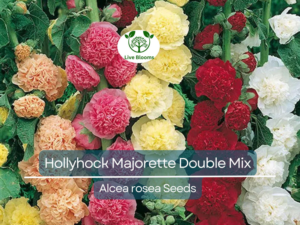 50 Seeds Hollyhock Majorette Double Mix - Dwarf Biennial, Non-GMO, Pollinator-Friendly, Vibrant Double Blooms, for Gardens (Alcea rosea)