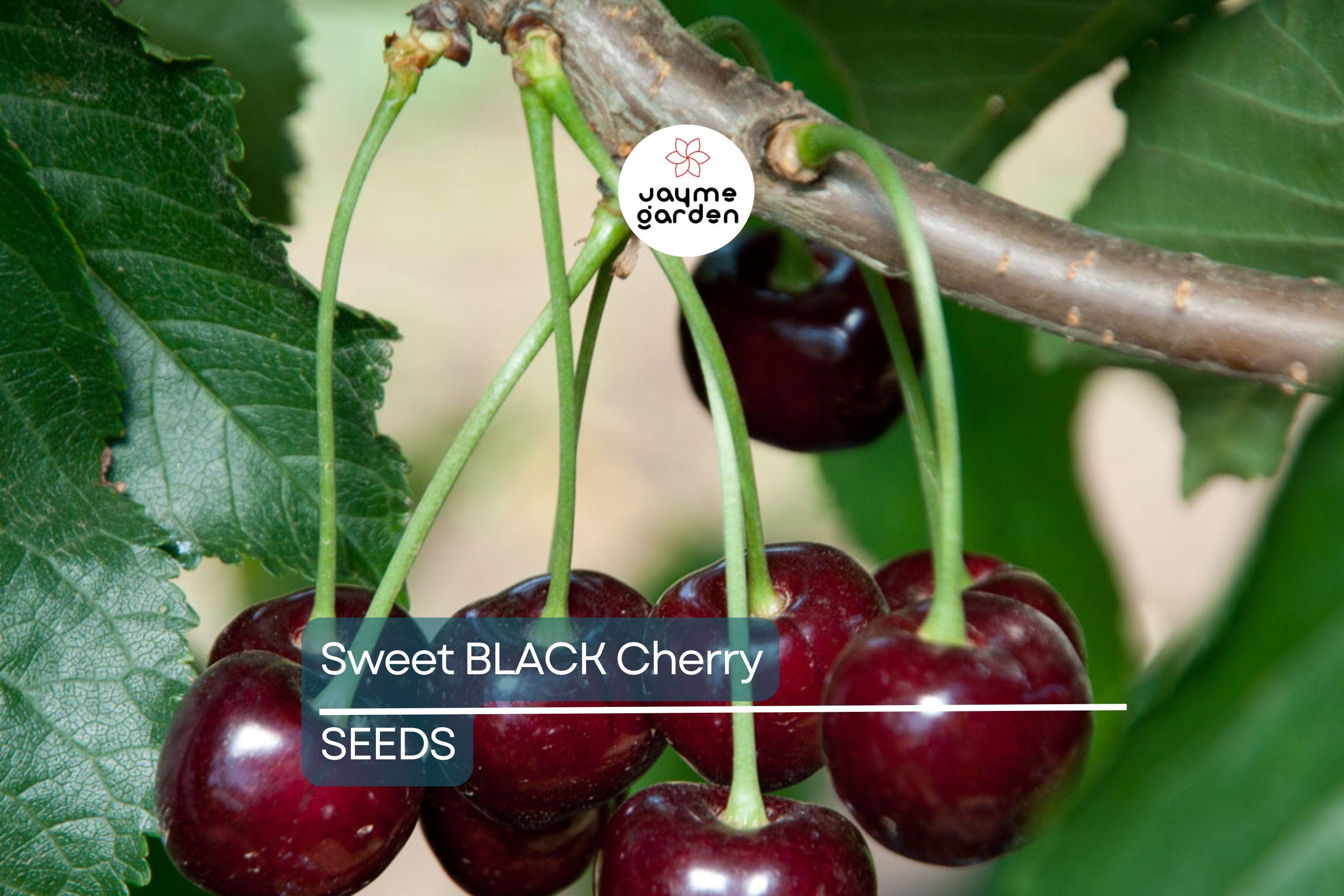 30 Fresh Black Cherry Tree Seeds - Sweet Fruit, Easy to Grow, Perfect for Home Gardens