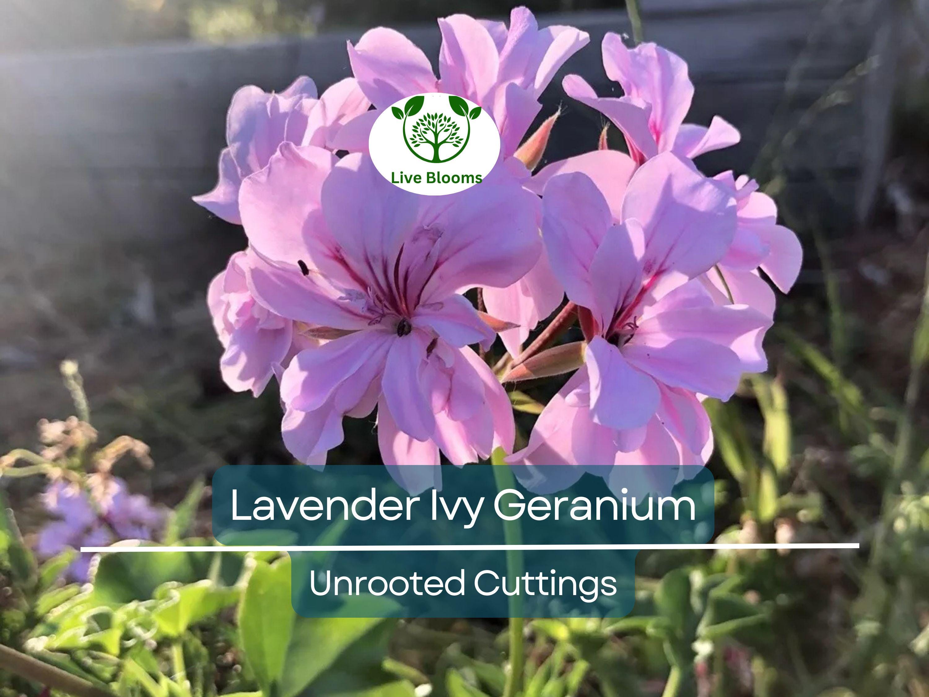 3 Lavender Pelargonium Peltatum Trailing Ivy Geranium Unrooted Cuttings 6" Live Plant, Geraniums for Hanging Baskets, Easy Propagation
