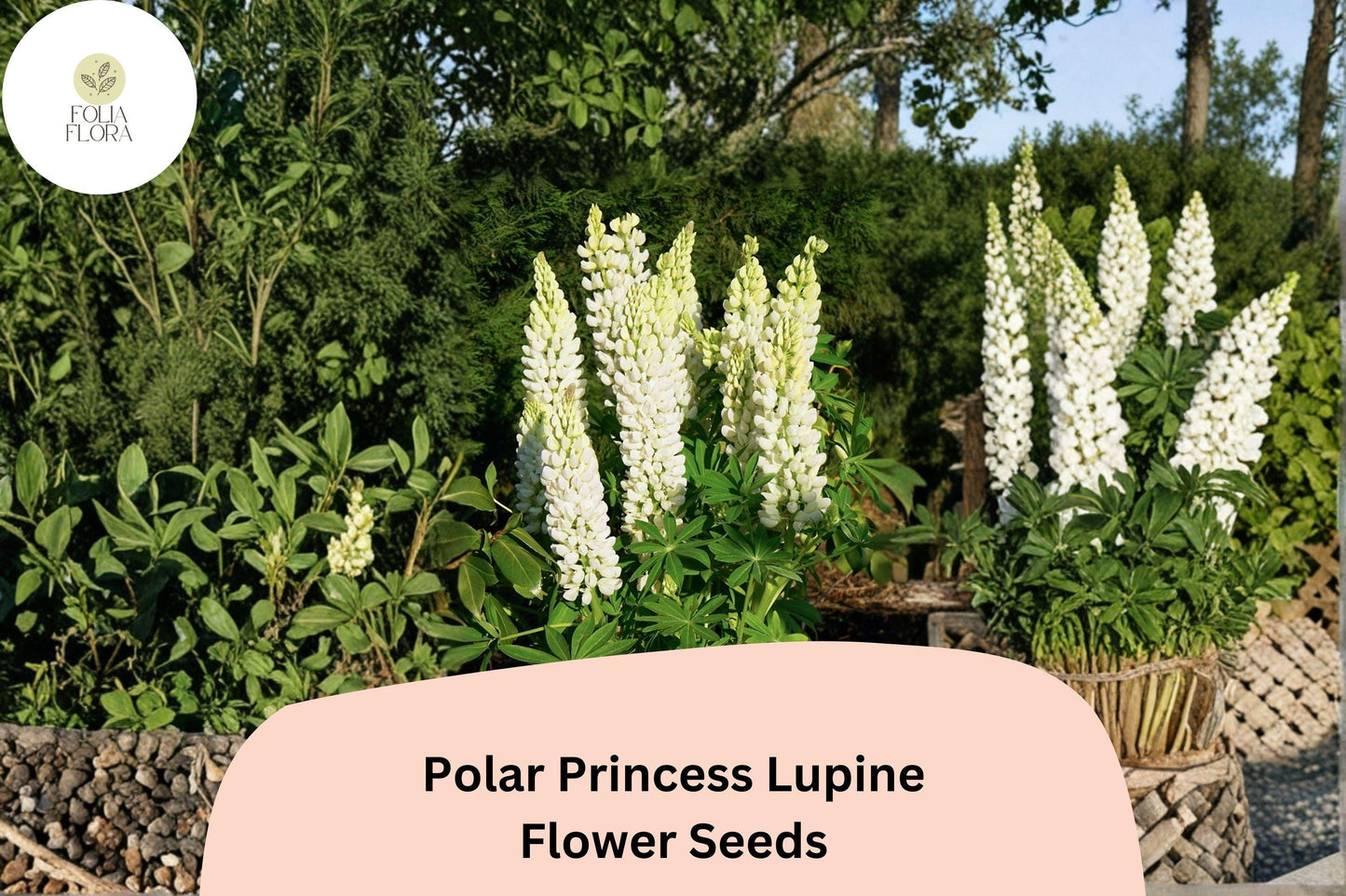 25+ Polar Princess Lupine Seeds | White Lupinus | Elegant Spring Bloom Spikes for Garden Planting