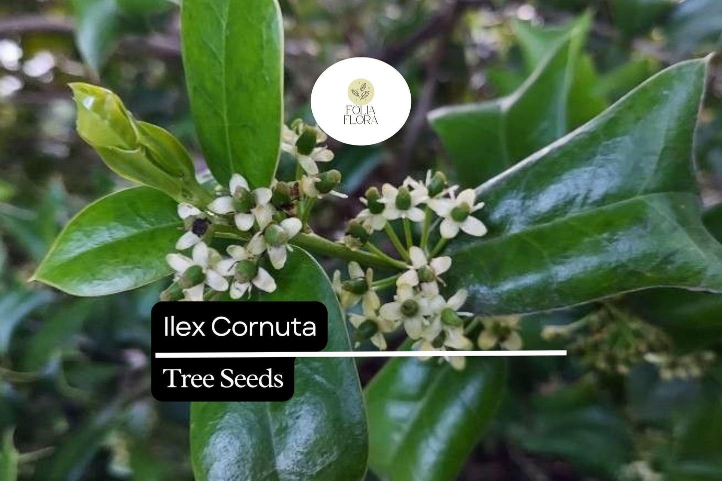 500mg Ilex Cornuta, Chinese Holly Seeds, Evergreen Shrub with Glossy Leaves