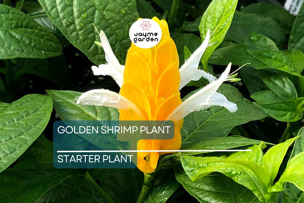 Golden Shrimp Plant Starter - Justicia brandegeana, Pachystachys lutea - Live Rooted Shrub Seedling, Yellow Blooms, Easy Care Plant