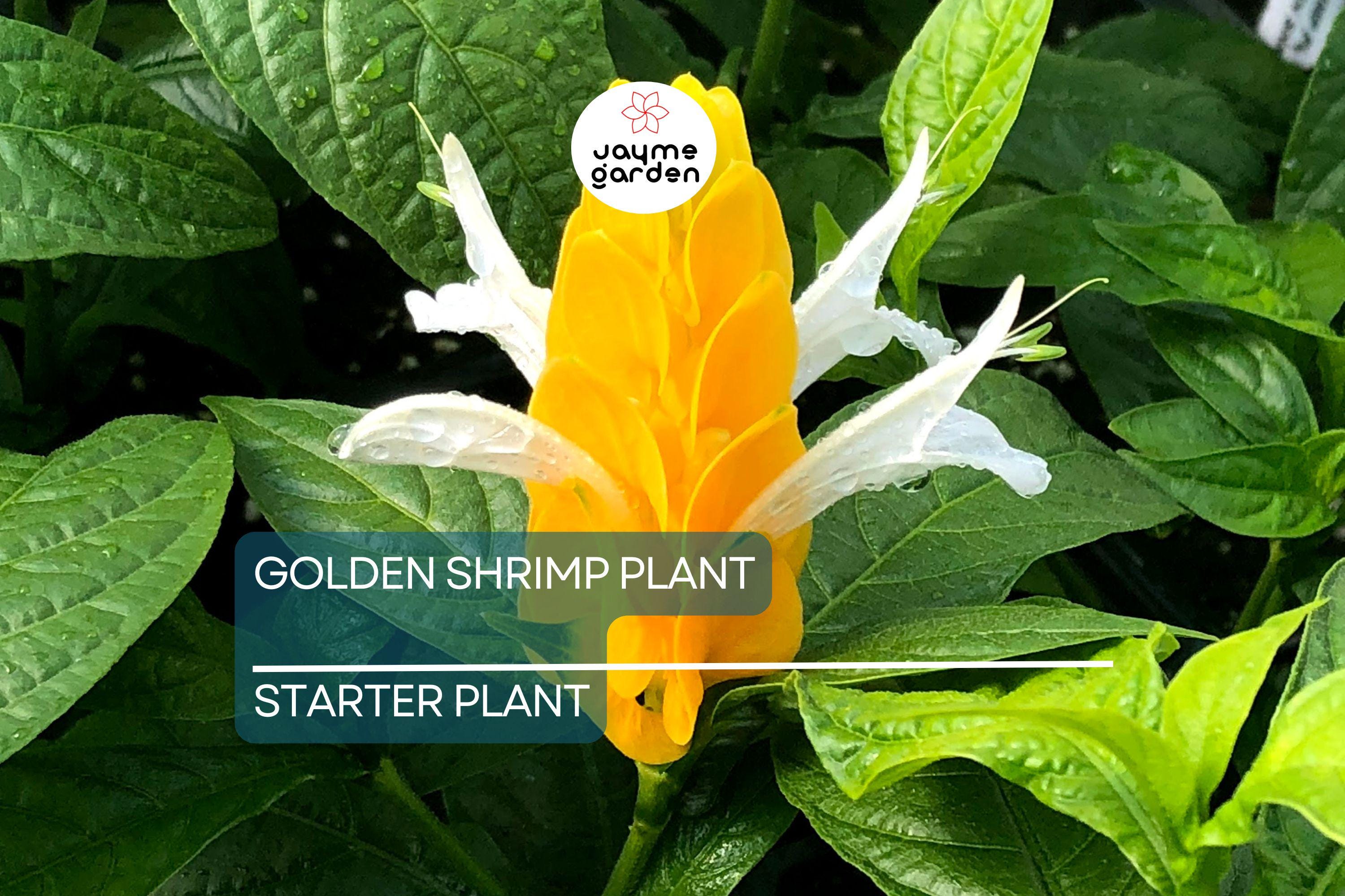 Golden Shrimp Plant Starter - Justicia brandegeana, Pachystachys lutea - Live Rooted Shrub Seedling, Yellow Blooms, Easy Care Plant