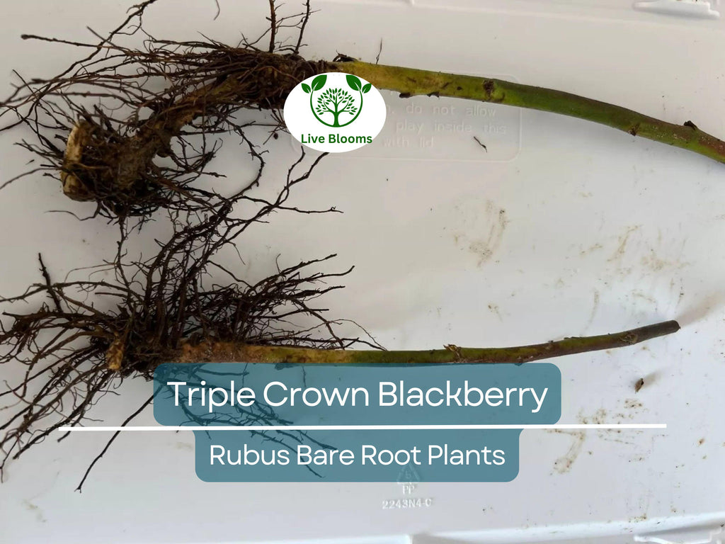 3 Triple Crown Blackberry Plants – Thornless Bare Root Bushes – Heavy Yields, Sweet Fruit, Easy to Grow Berry Shrubs