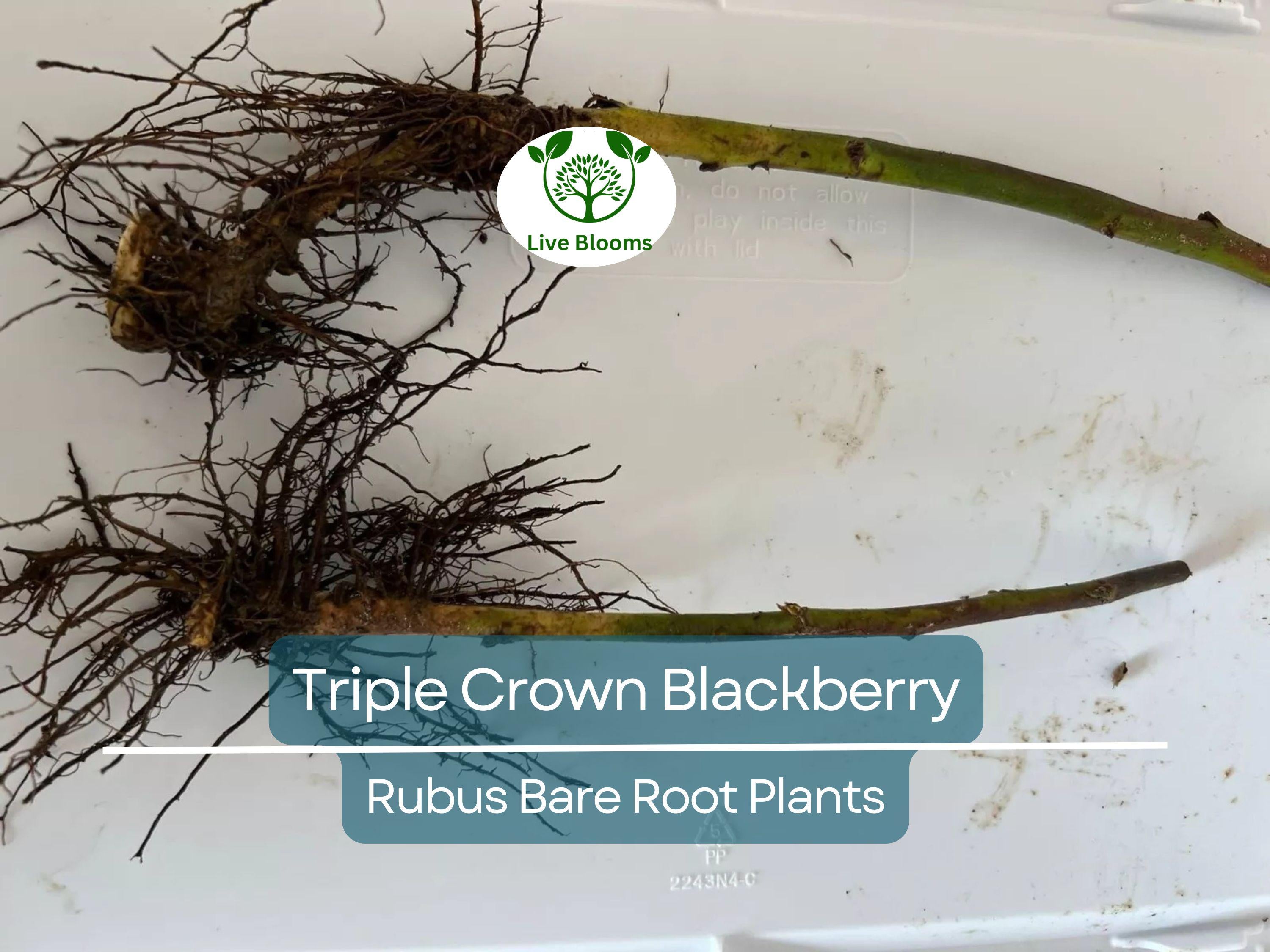 3 Triple Crown Blackberry Plants – Thornless Bare Root Bushes – Heavy Yields, Sweet Fruit, Easy to Grow Berry Shrubs