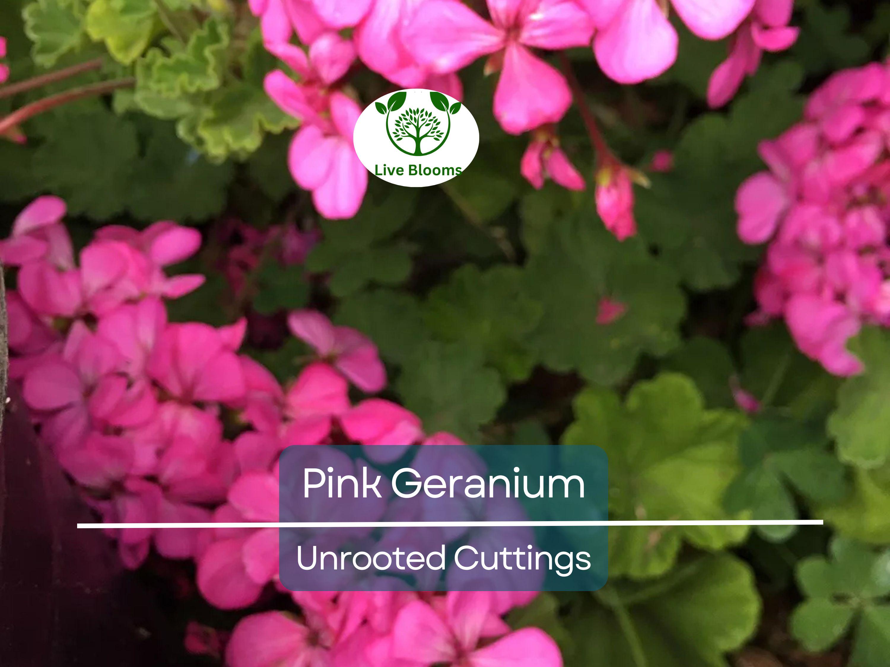 12 Hardy Fragrant Pink Flower Geranium Unrooted Cuttings - Ideal for Propagation, Container Plants, Garden Borders, and Pollinator-Friendly
